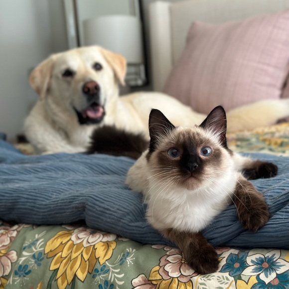 Meet your Posher, Kristie - Picture 1 of 1